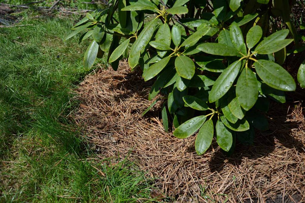 How to Protect Rhododendrons in Winter | Gardener’s Path