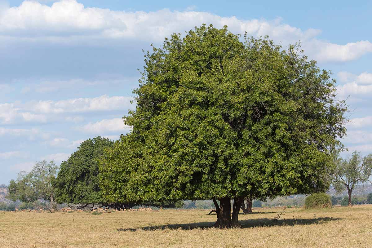 Una imagen horizontal de un gran árbol de caoba de Natal que crece en la sabana fotografiada sobre un fondo de cielo azul.