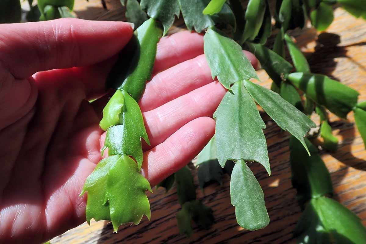 A close up horizontal image of a hand from the left of the frame holding two Christmas cactus stems to show the difference between new growth and mature growth.