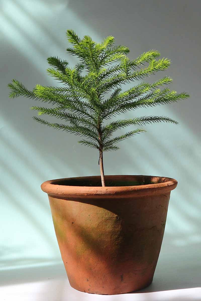 A vertical image of a Norfolk Island pine tree growing in a large terra cotta pot.