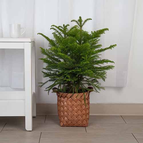 A close up of a Norfolk Island pine tree growing in a pot indoors by a curtained window.