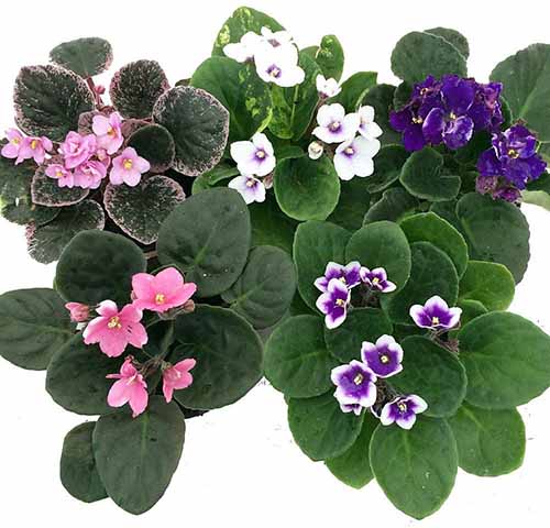 A close up of African violet plants with different colored flowers isolated on a white background.