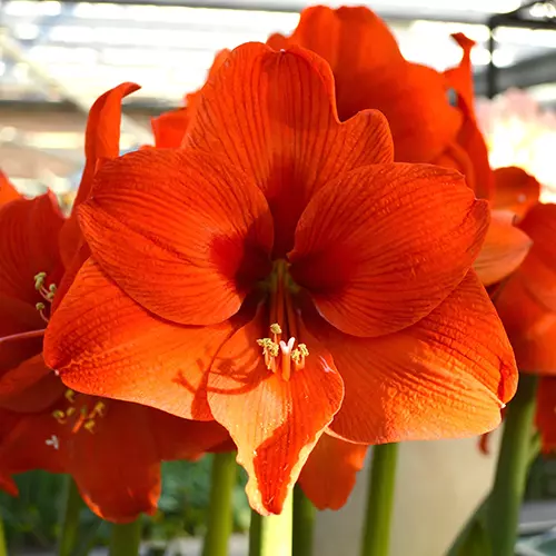 A close up square image of the fiery red flowers of 'Orange Desire' amaryllis pictured in light sunshine.