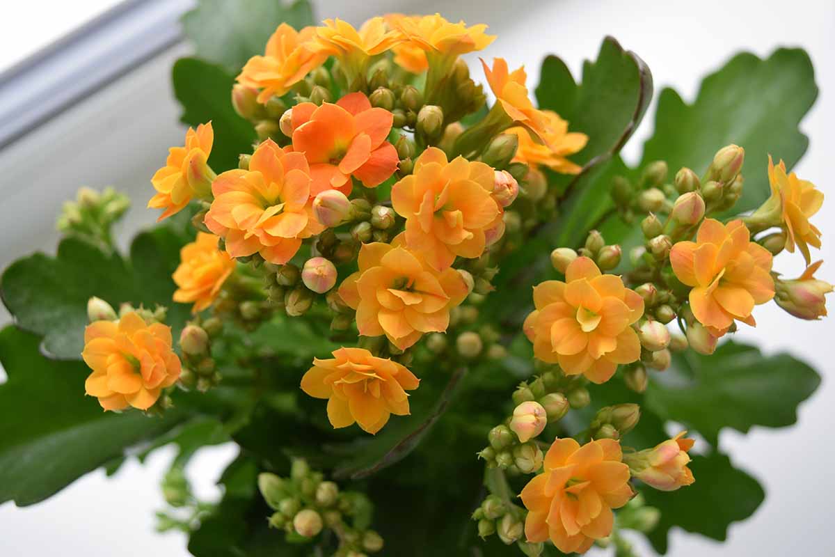 A close up horizontal image of the orange flowers of Kalanchoe blossfeldiana growing in a pot indoors.