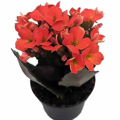 A close up of an orange kalanchoe plant in bloom growing in a pot isolated on a white background.