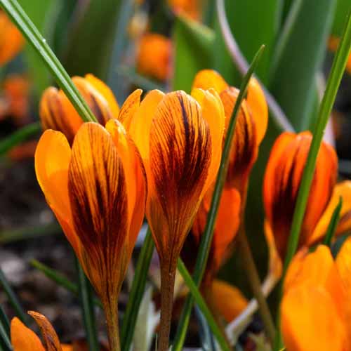 A close up square image of 'Orange Monarch' crocus flowers growing in the garden.