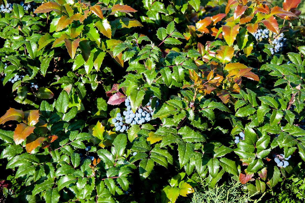 Closeup of the green and golden leaves and blue berries of a mahonia plant.