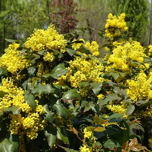 A close up square image of the green foliage and bright yellow flowers of mahonia Oregon grape.