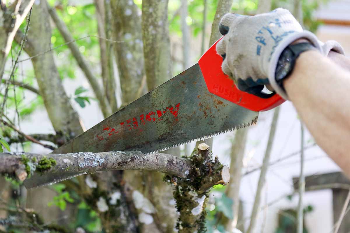 A close up horizontal image of a gardener using a saw to overcut the branch of a tree.