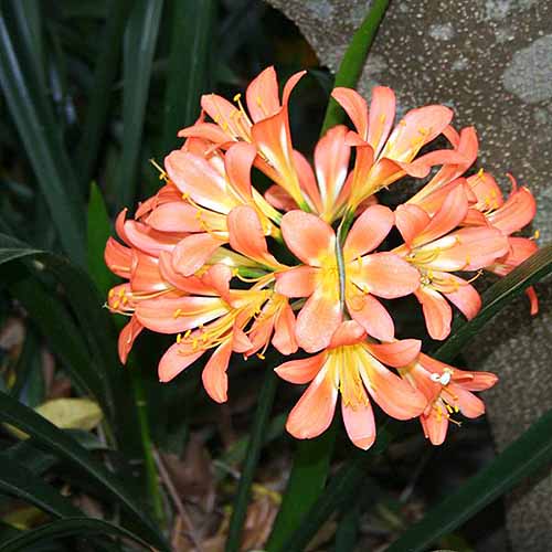 A close up square image of a pale orange clivia flower growing in a shady spot.