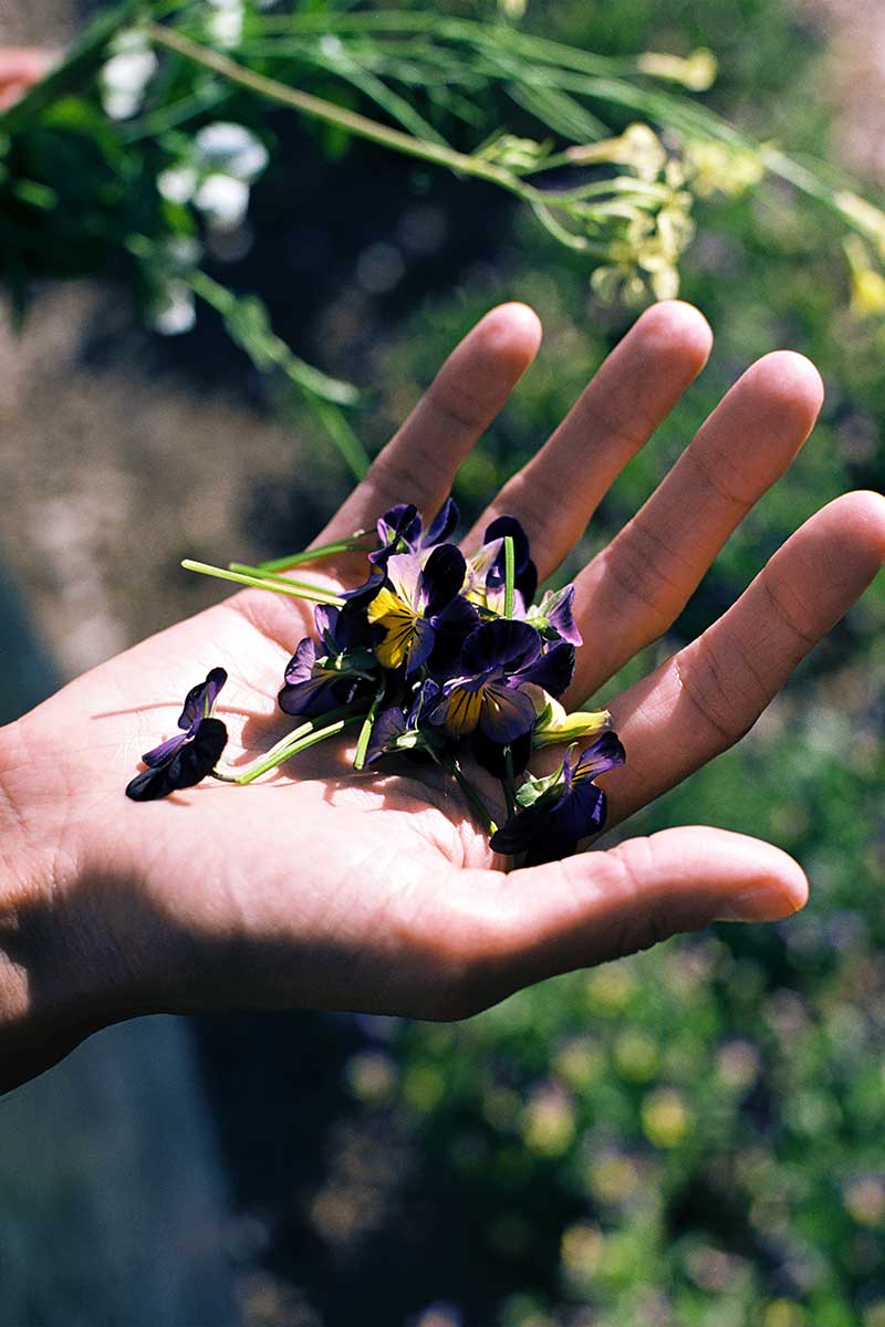 A close up vertical image of freshly picked pansies in the palm of a hand.