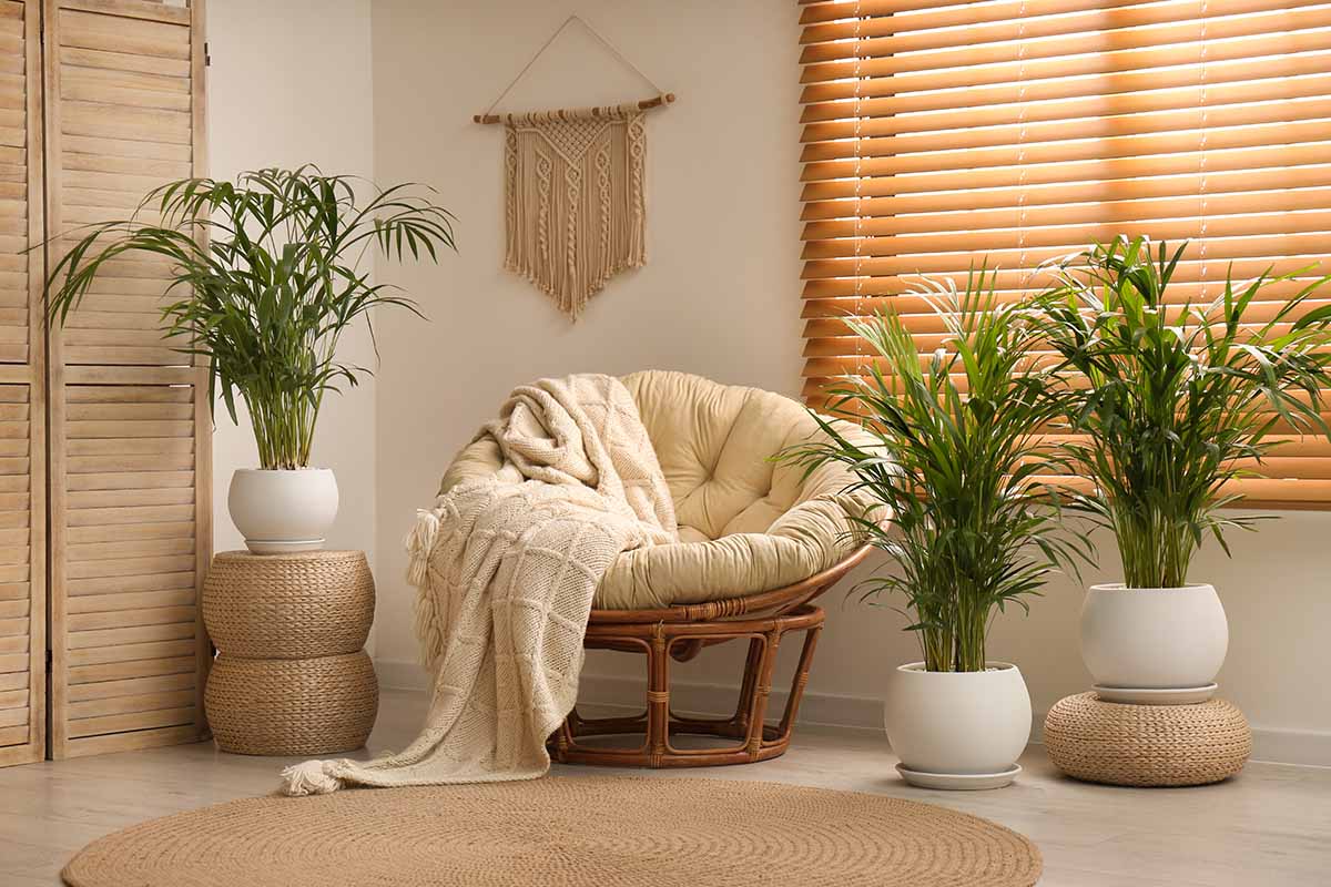 A living room scene with a large chair with a throw and parlor palms and a wicker mat.