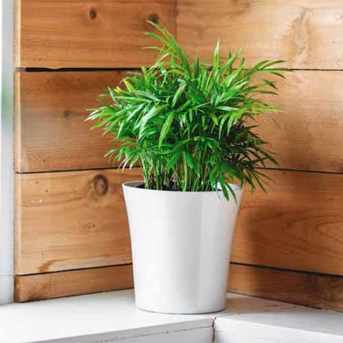 A square image of a parlor palm in a white ceramic pot with a wooden wall in the background.