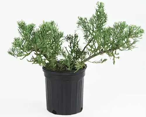 A close up of a small Juniperus chinensis 'Parsonii' growing in a small pot isolated on a white background.