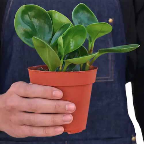 A close up of a hand from the left of the frame holding a peperomia plant growing in a small pot.