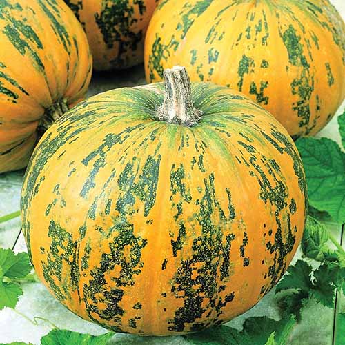 A close up square image of 'Pepitas' green and yellow pumpkins set on a green surface.