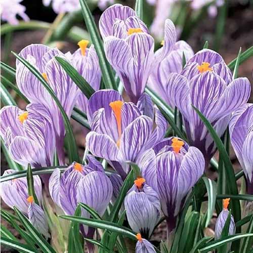 A close up square image of the purple and white striped flowers of 'Pickwick' crocus.
