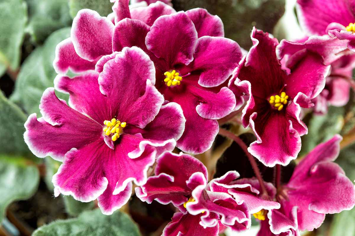 A close up horizontal image of pink African violet flowers with white edges pictured on a soft focus background.