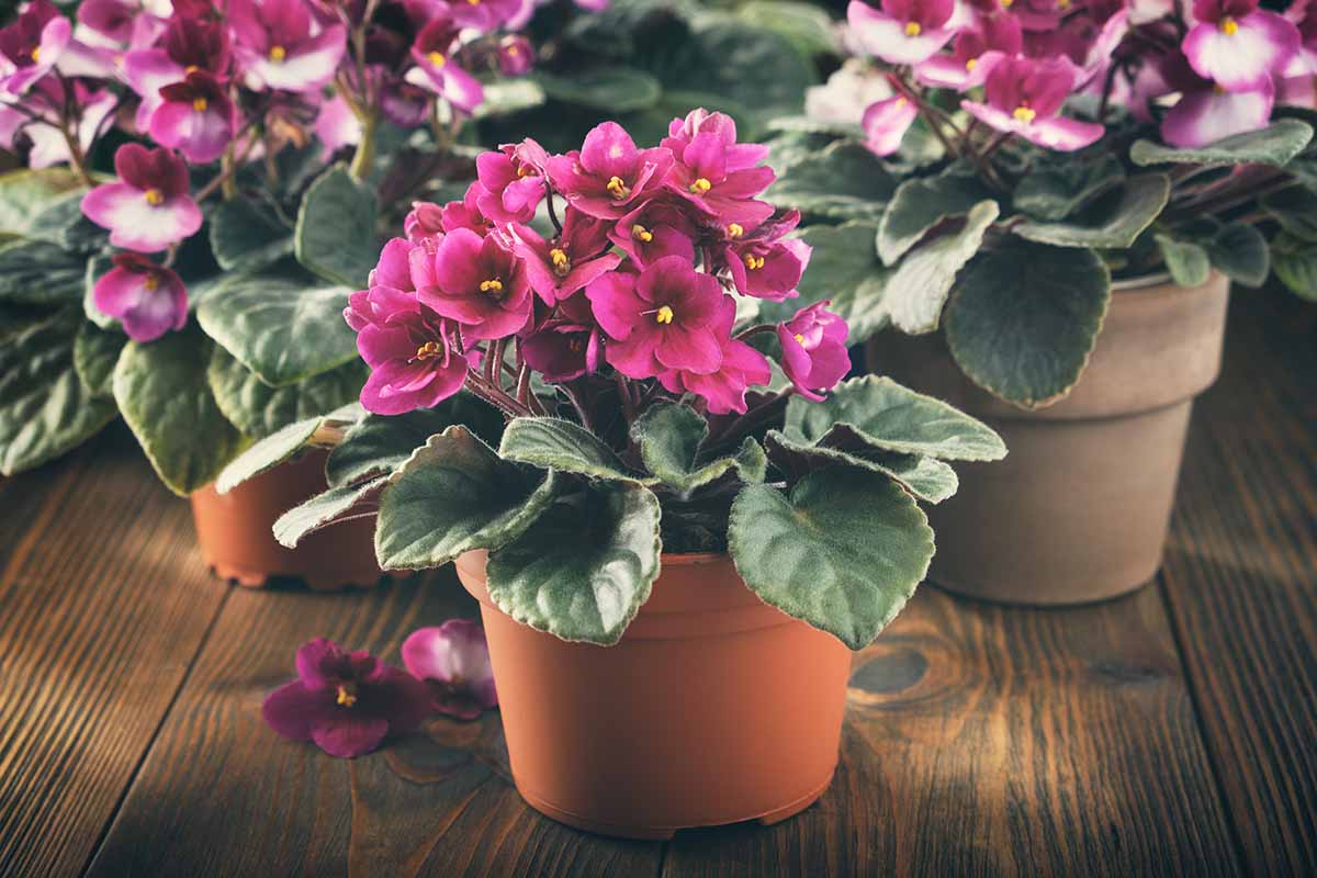 A close up horizontal image of pink African violet plants growing in pots set on a wooden surface.