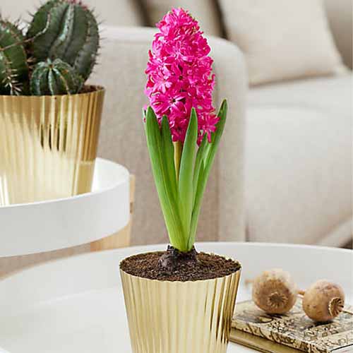 A close up square image of a pink hyacinth growing in a decorative metal planter.