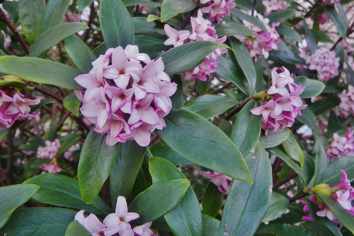 A close up horizontal image of the pink flowers and green foliage of Daphne odora growing in the garden.