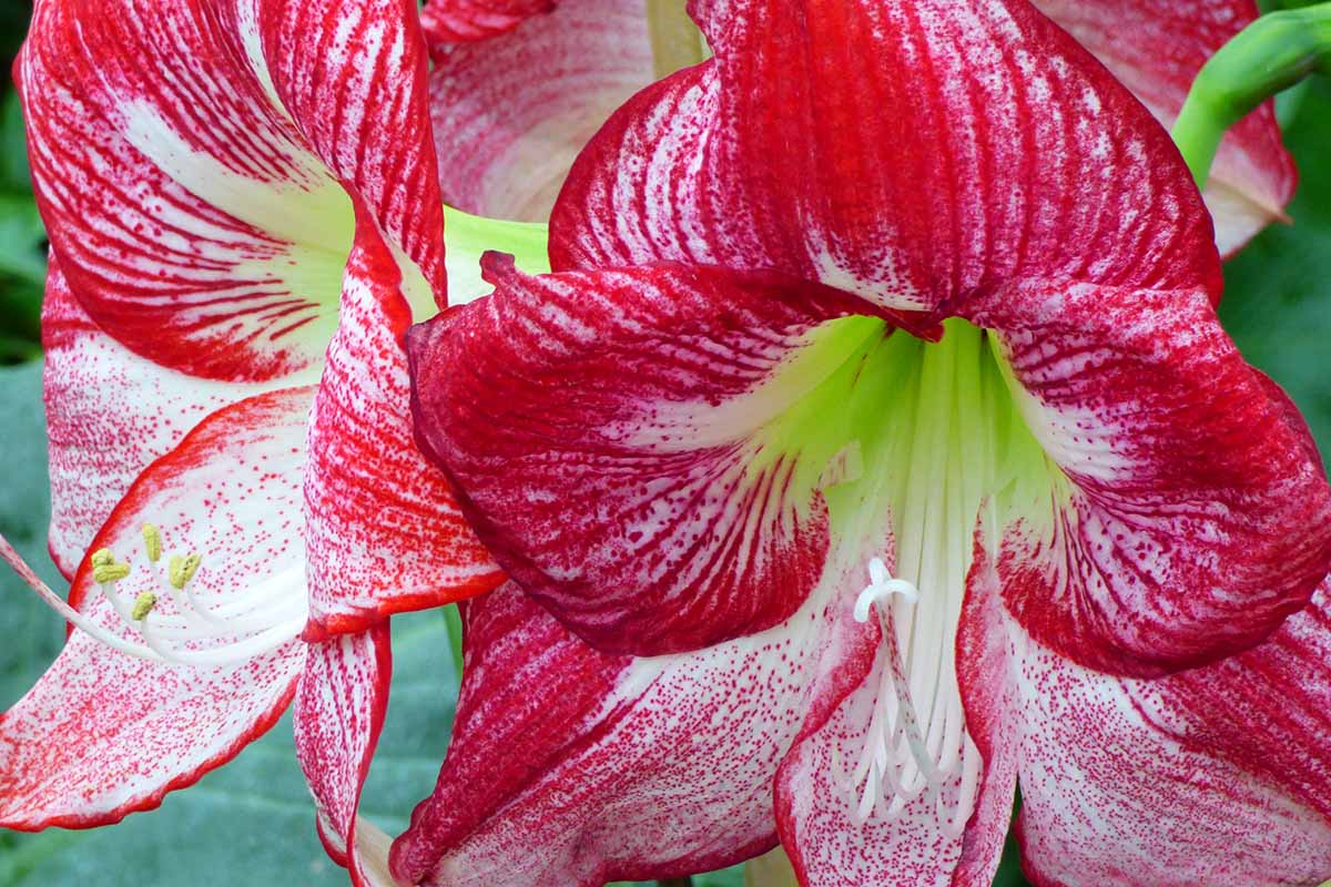 A close up horizontal image of red and white bicolored Hippeastrum flowers pictured on a soft focus background.