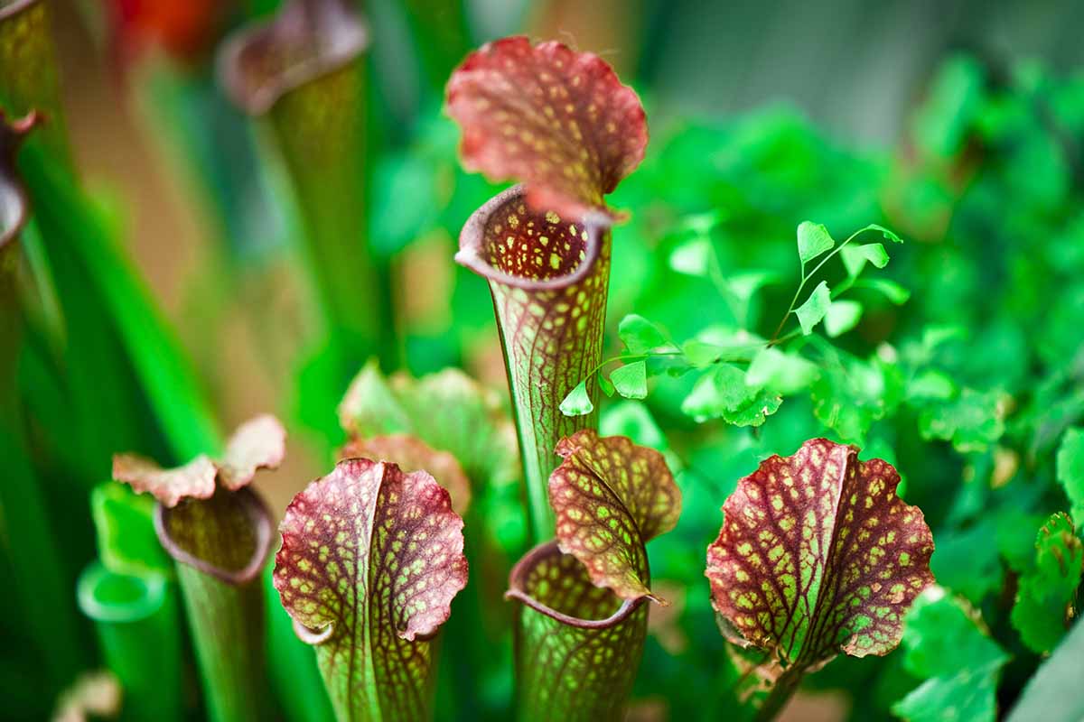 A close up horizontal image of Sarracenia pitcher plants growing indoors pictured on a soft focus background.