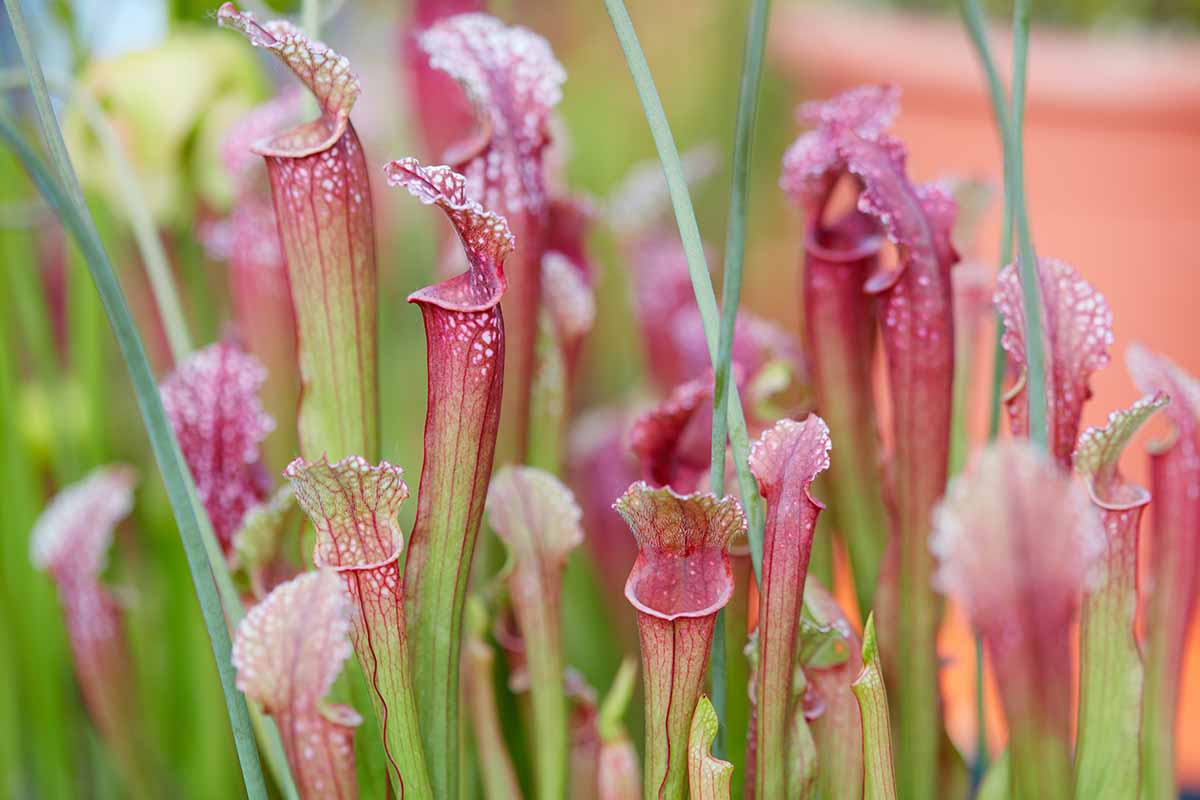 A close up horizontal image of purple pitcher plants (Sarracenia) growing in the garden pictured on a soft focus background.