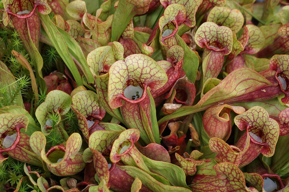 A close up horizontal image of Sarracenia pitcher plants growing in the garden with the trumpets filled with water.