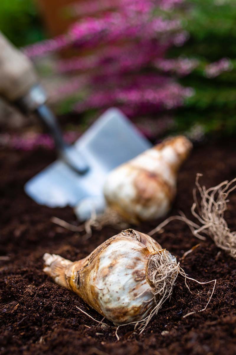 A vertical image of flowering tubers set on the surface of soil with a spade in soft focus in the background.