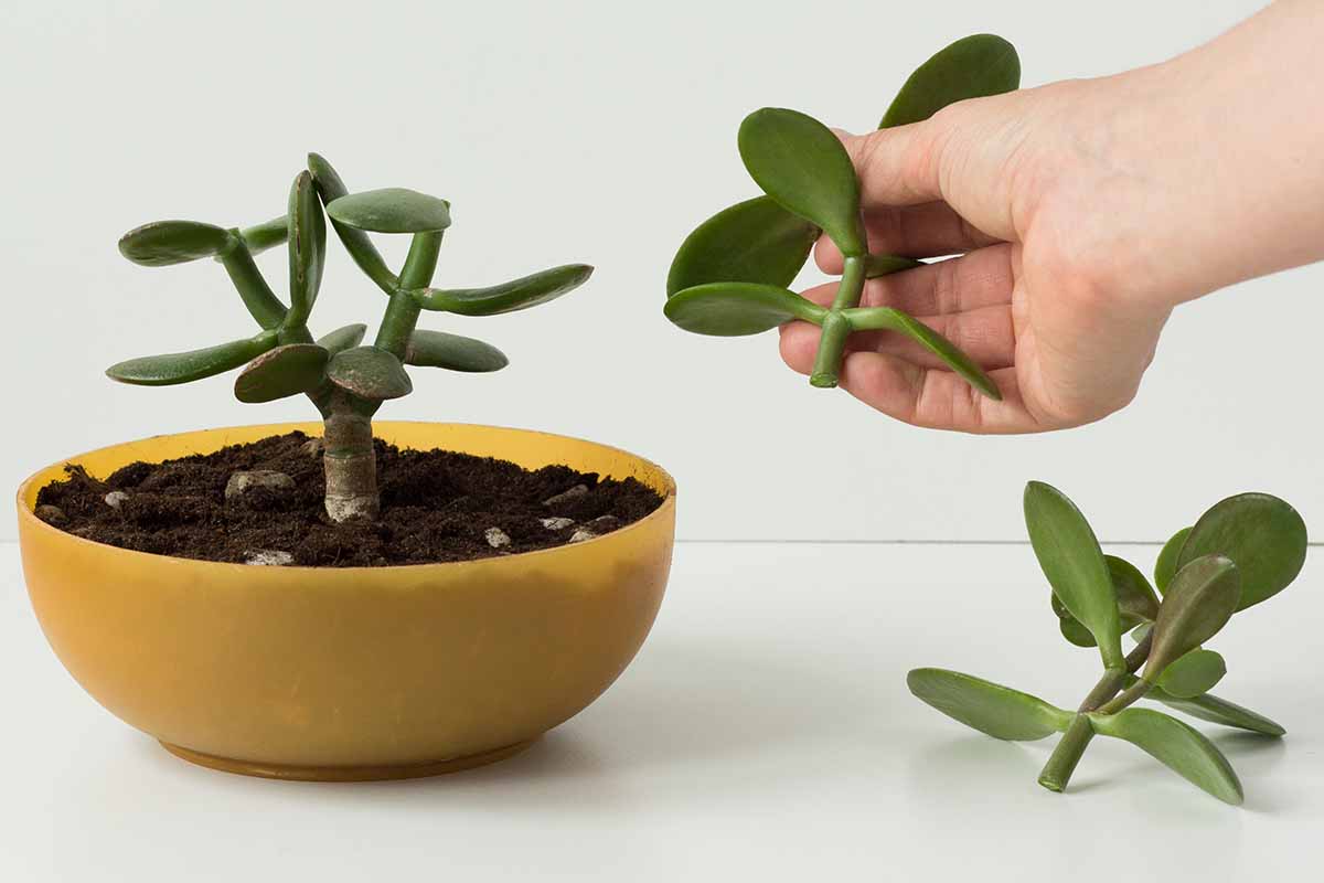 A close up horizontal image of a hand from the right of the frame taking cuttings from a jade plant (Crassula ovata) growing in a yellow bowl.