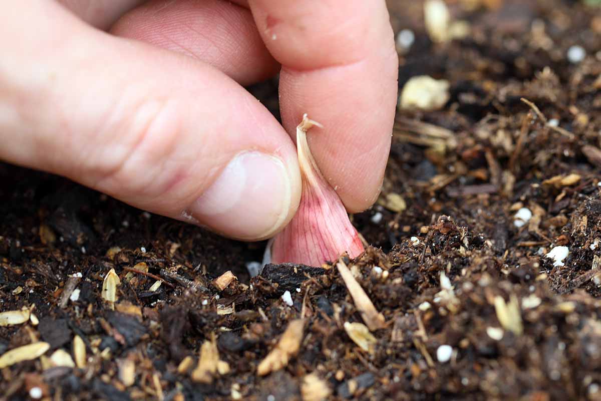 A close up horizontal image of a hand from the top of the frame planting out a garlic clove into the garden.