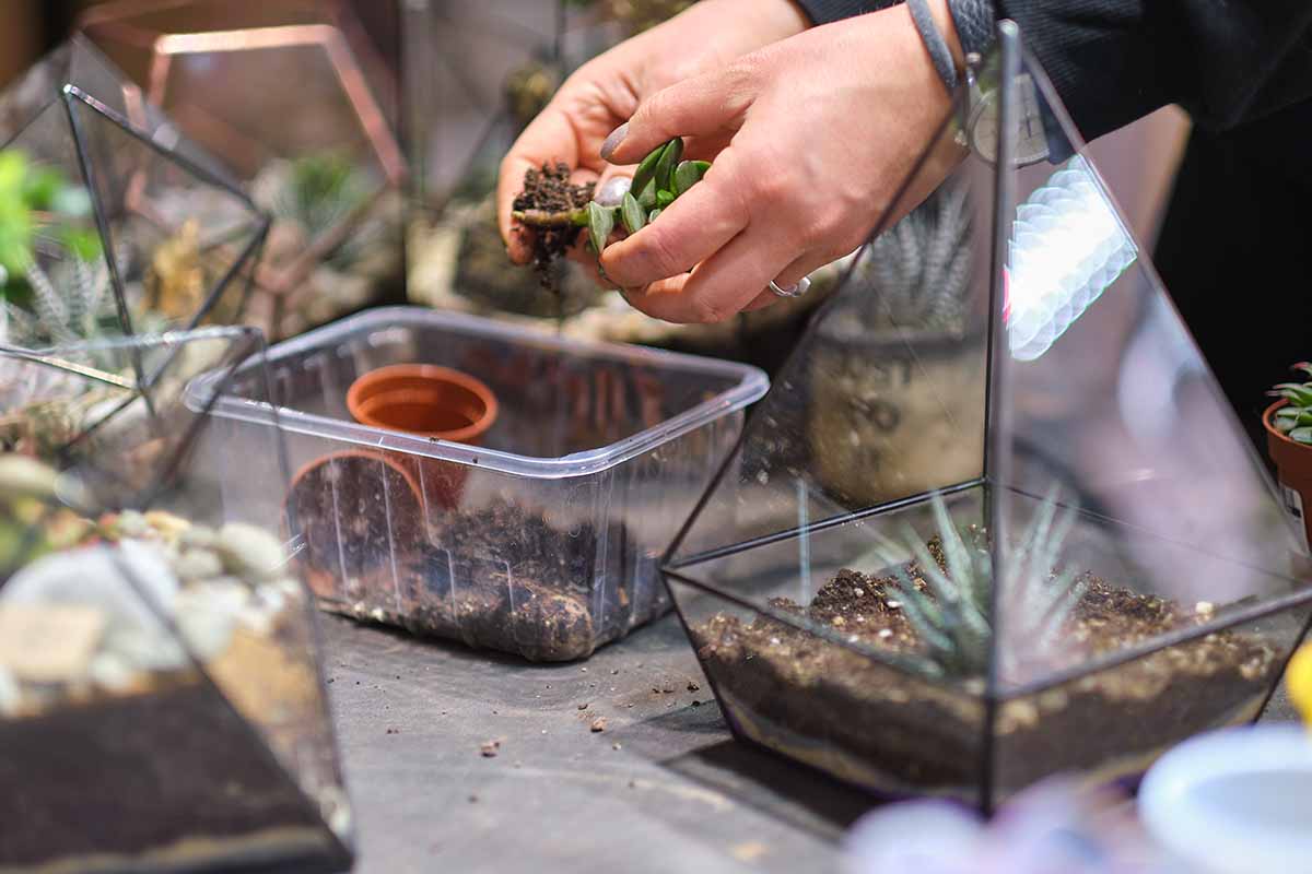 A close up horizontal image of a gardener planting succulents in a glass terrarium.