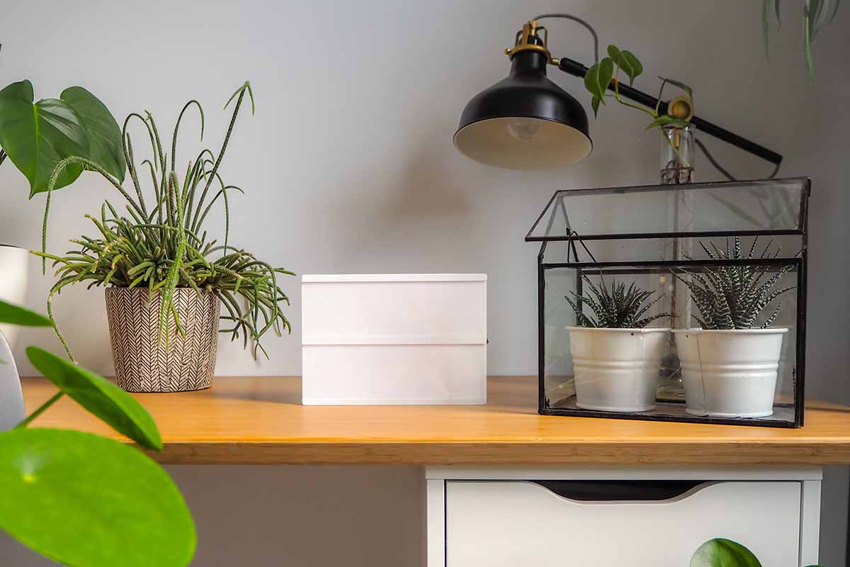 A horizontal image of a home office with houseplants in pots and succulents in a vented terrarium.