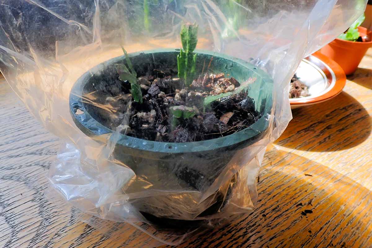 A horizontal image of Christmas cactus cuttings set in a pot covered in a plastic bag to increase humidity.