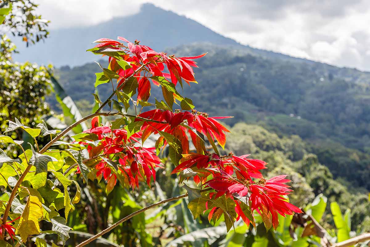 A horizontal image of a poinsettia shrub growing wild with a bush-clad mountain in soft focus in the background.