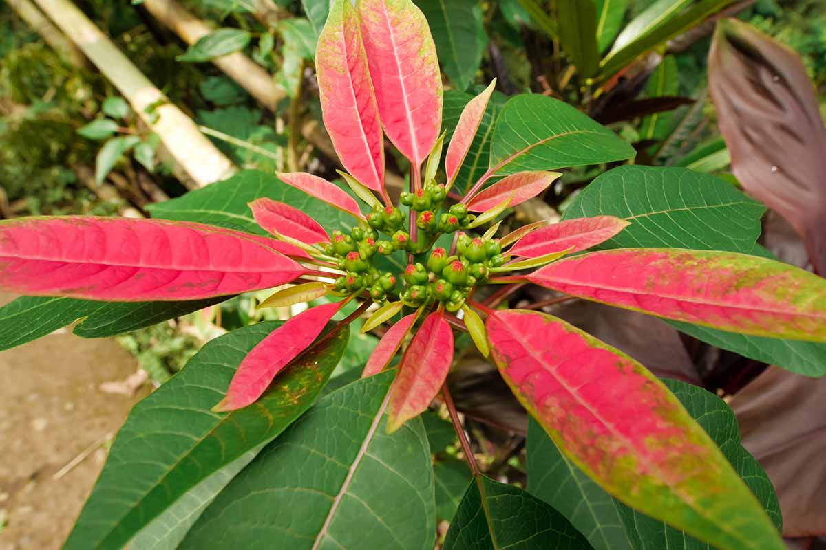 A close up horizontal image of a poinsettia shrub getting ready to flower, growing outdoors in the garden.