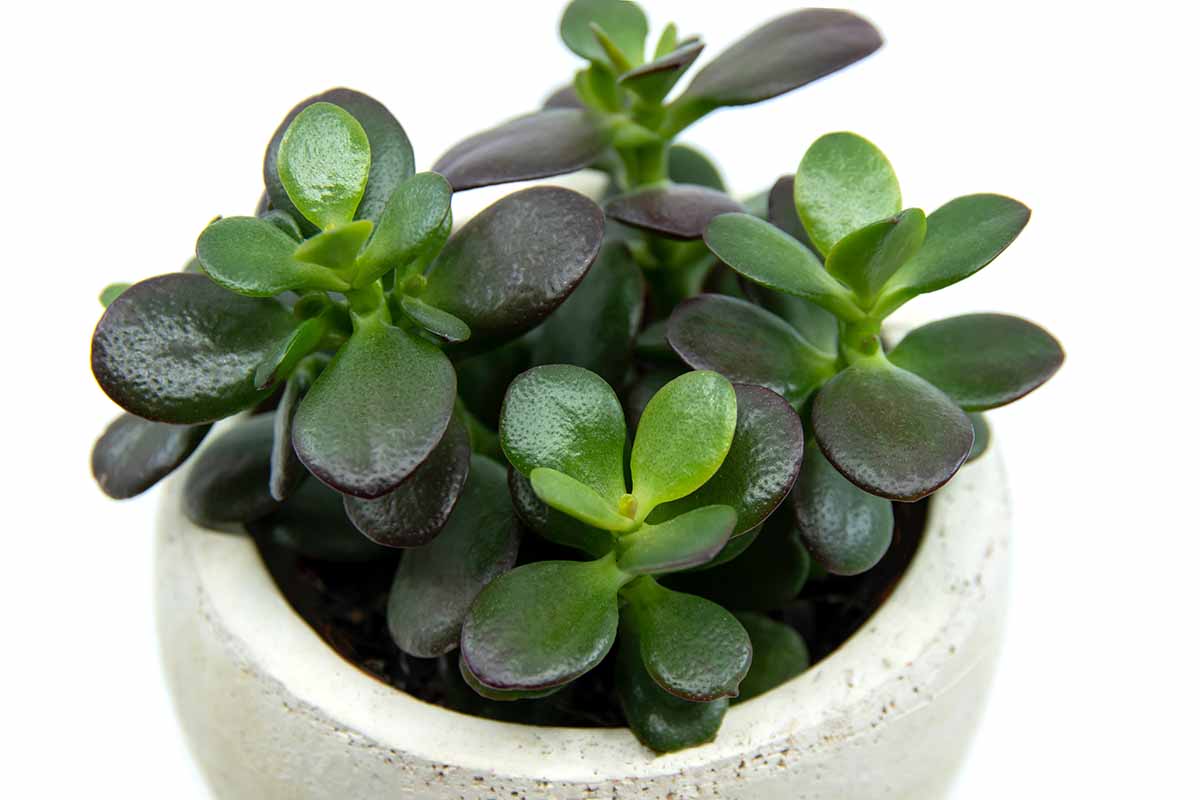 A close up horizontal image of a small potted jade plant isolated on a white background.