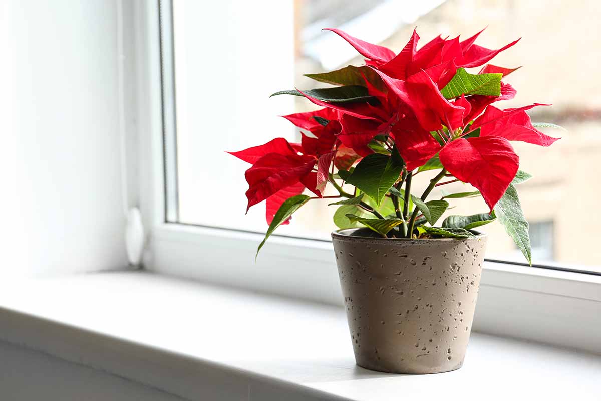 A close up horizontal image of a potted poinsettia set on a windowsill indoors.