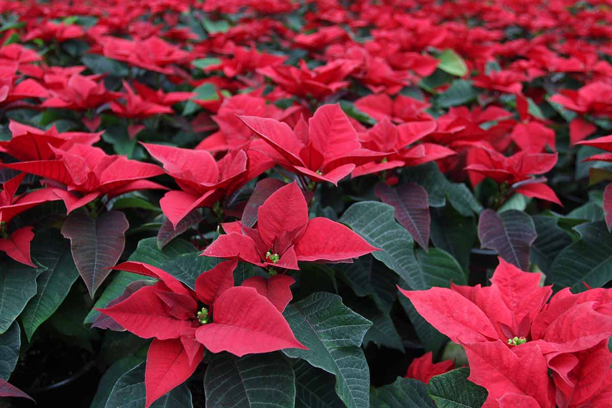 A close up horizontal image of a large number of potted poinsettia plants growing indoors.