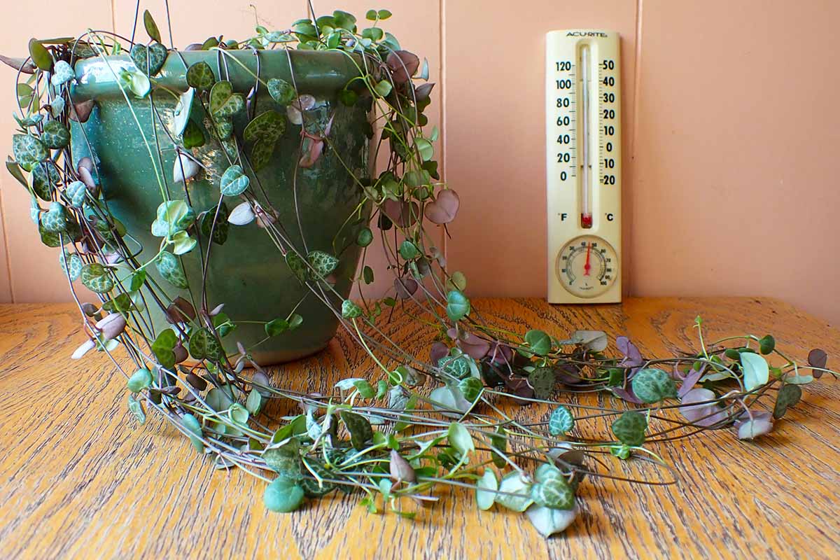 A close up horizontal image of a string of hearts vine trailing over the side of a ceramic pot set on a wooden surface with a thermometer in the background.