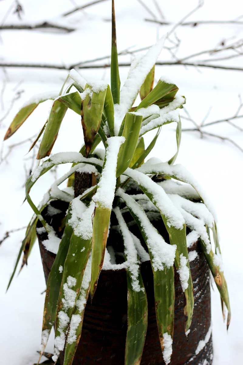 A close up vertical image of a yucca plant growing in a container that's limp and damaged by cold temperatures and a covering of snow.