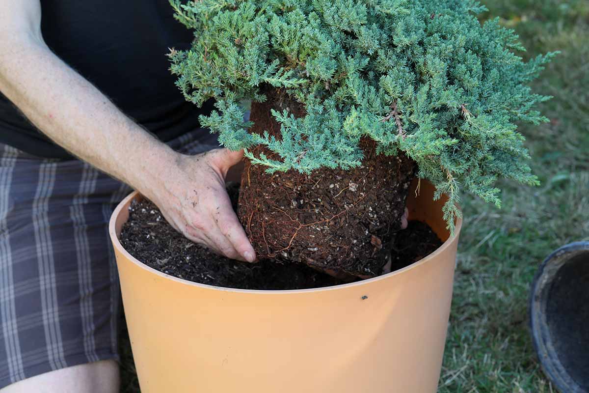 A close up horizontal image of a gardener potting up a creeping juniper plant.