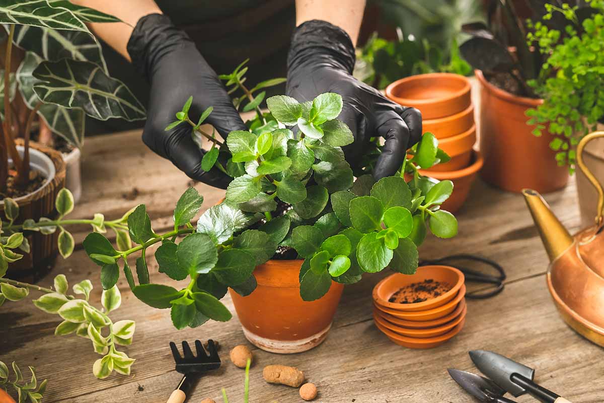 A close up horizontal image of a gardener wearing black gloves potting a small florist's kalanchoe plant.