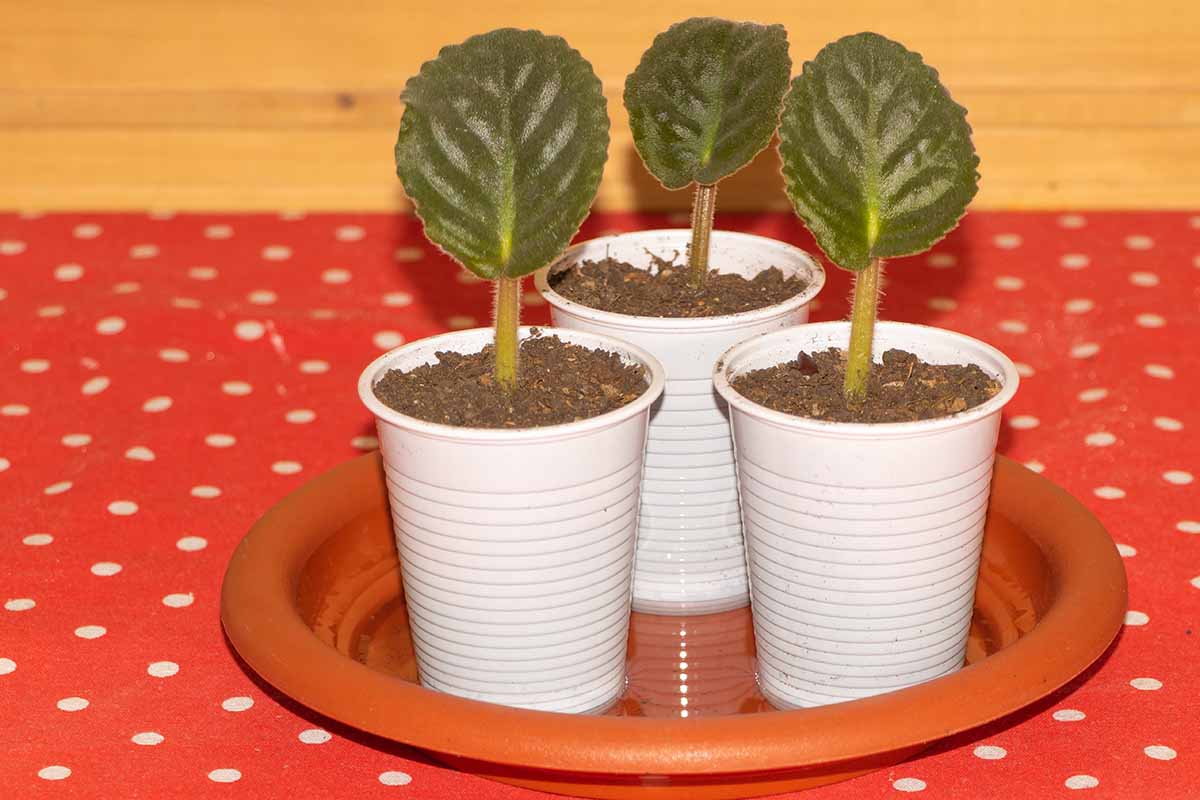 A close up horizontal image of leaf cuttings set in small white plastic pots to take root.
