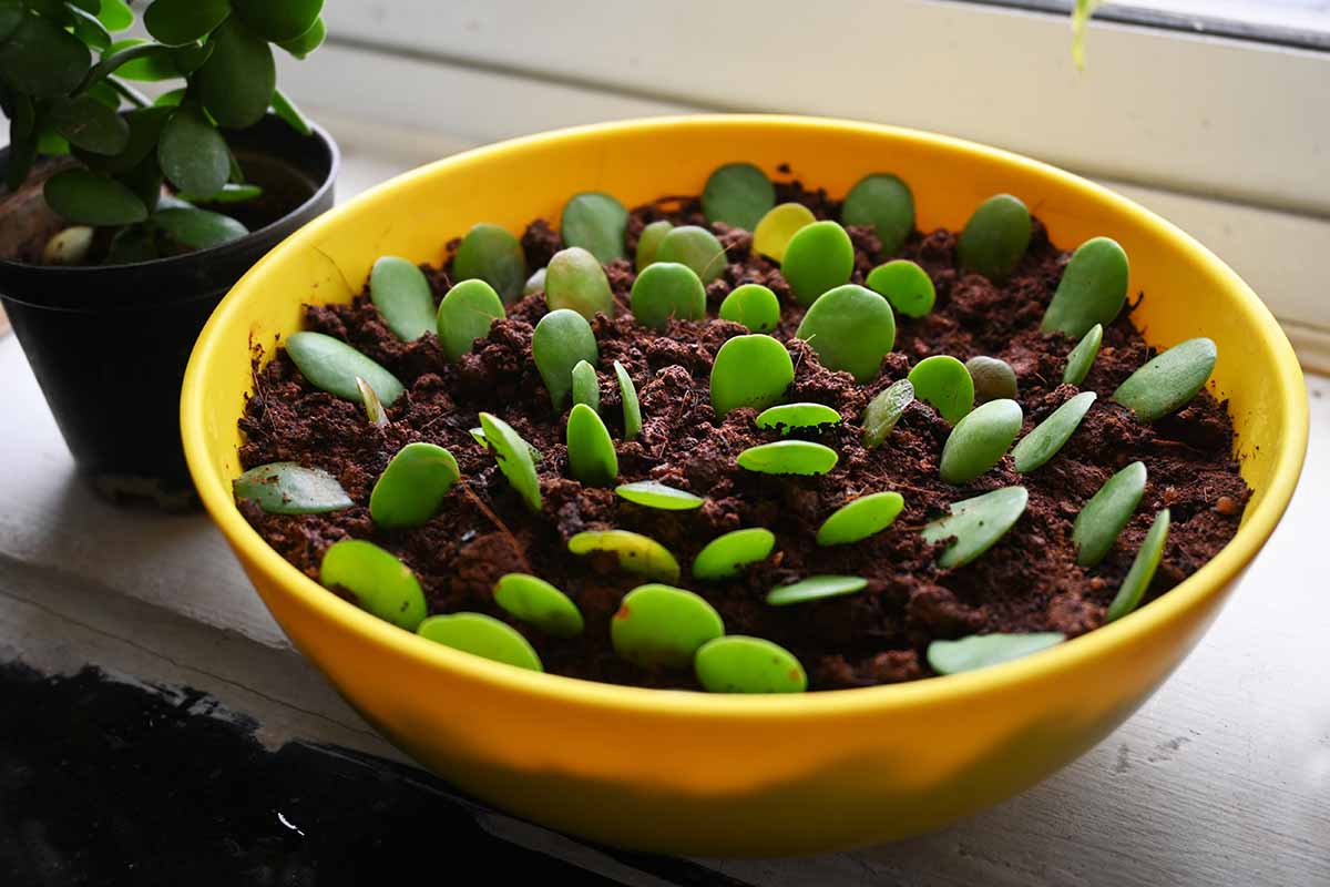 A close up horizontal image of a yellow bowl filled with leaf cuttings for propagation purposes.