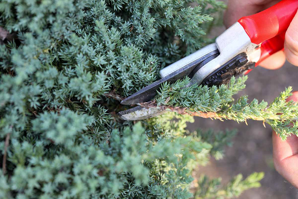 A close up horizontal image of a gardener pruning a creeping juniper shrub.