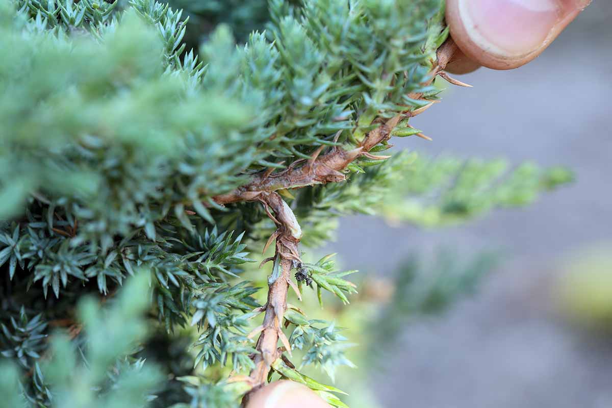 A close up horizontal image of a gardener pulling off a stem from a juniper shrub for propagation.