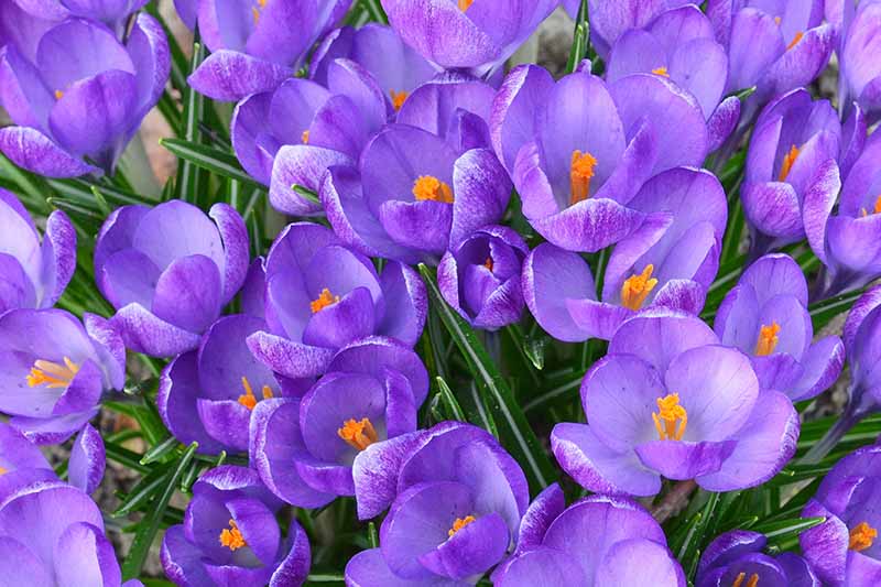 A close up horizontal image of purple crocus flowers growing in the garden.