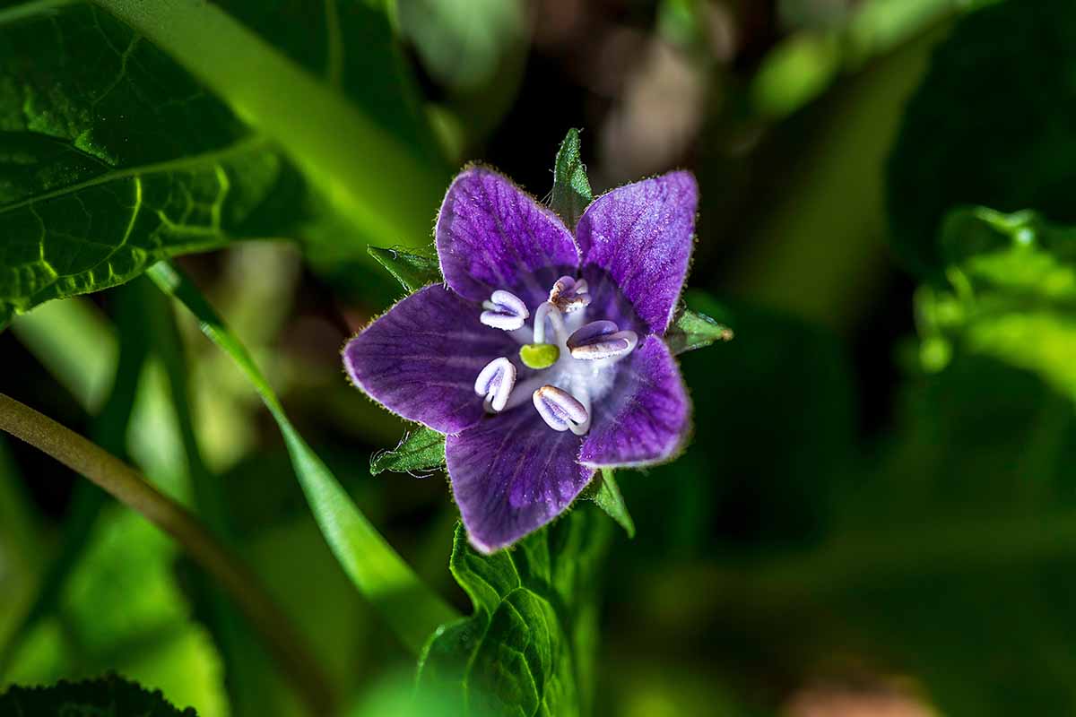 A close up horizontal image of a purple Mandragora (mandrake) flower pictured in light sunshine on a soft focus background.